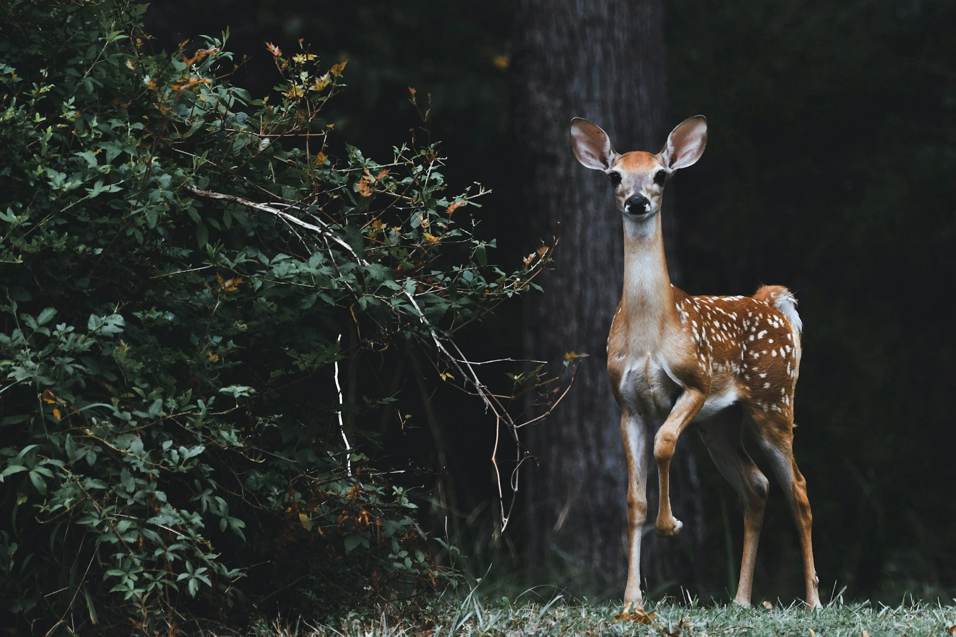 Google uvádí SpeciesNet, otevřený zdroj AI pro identifikaci divoké zvěře